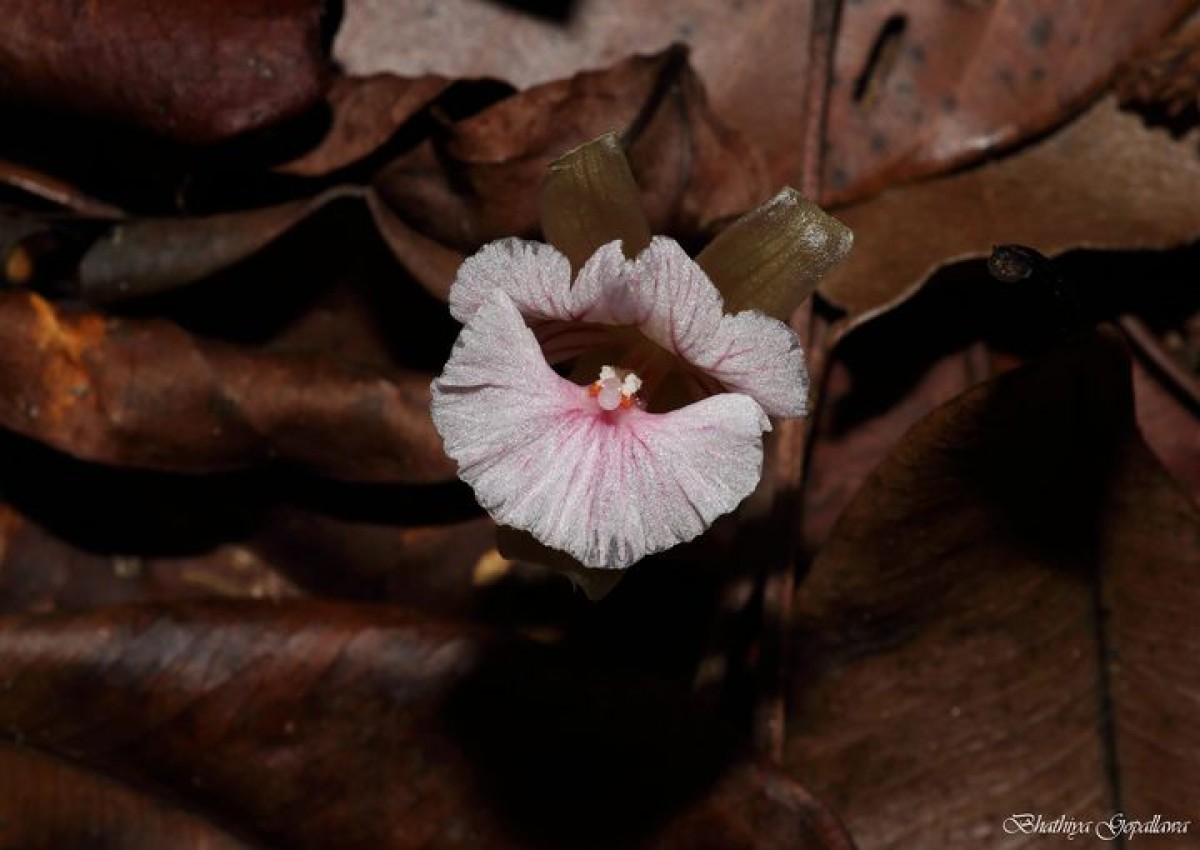 Cyphostigma pulchellum (Thwaites) Benth.